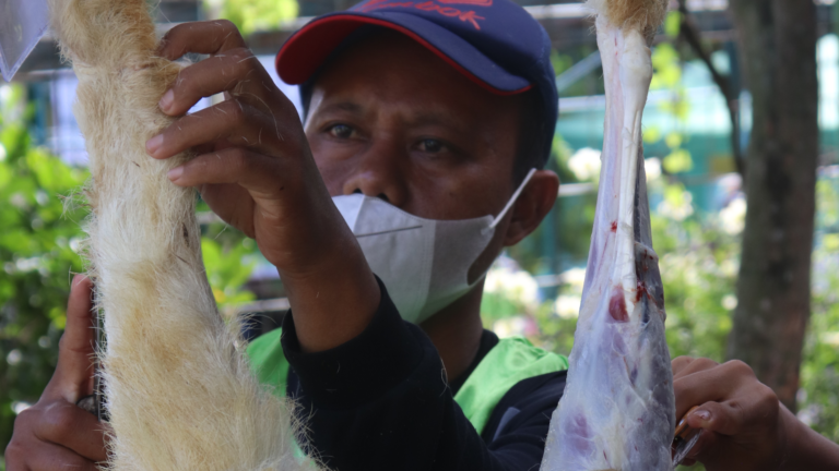 Qurban Yayasan Ihsanul Fikri 2025