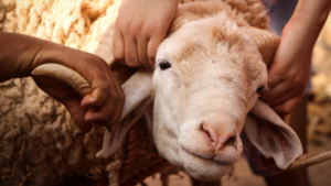 hewan qurban IFI Peduli kambing sehat untuk Idul Adha