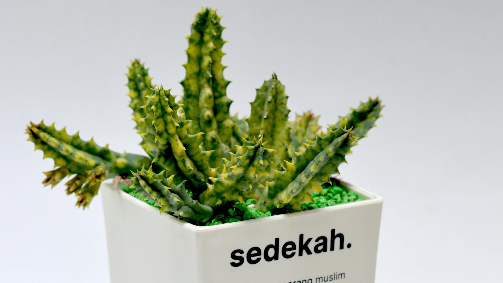 manfaat sedekah untuk kesehatan, sisi lain sedekah, manfaat psikologis berbagi, kenapa sedekah bikin bahagia, efek sedekah bagi tubuh, cara menumbuhkan mindset kelimpahan, sedekah sebagai perekat sosial, sedekah