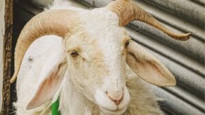 hadis tentang qurban, tanduk kuku rambut qurban, hikmah ibadah qurban, tafsir hadis ibnu majah, keutamaan menyembelih qurban, Ustaz Zulkarnaen Umar