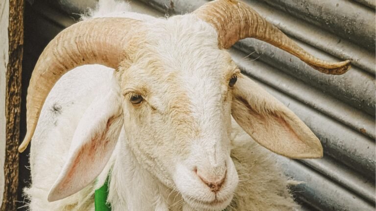 hadis tentang qurban, tanduk kuku rambut qurban, hikmah ibadah qurban, tafsir hadis ibnu majah, keutamaan menyembelih qurban, Ustaz Zulkarnaen Umar